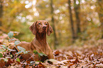 Magyar Vizsla in autumn