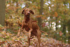 Magyar Vizsla in autumn