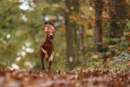 Magyar Vizsla in autumn