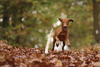 Magyar Vizsla in autumn