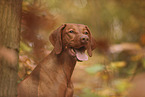 Magyar Vizsla in autumn