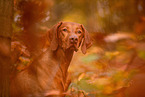 Magyar Vizsla in autumn