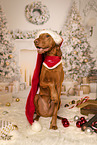 Magyar Vizsla in christmas decoration