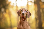 Magyar Vizsla at autumn