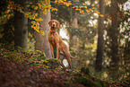 Magyar Vizsla at autumn