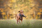 Magyar Vizsla at autumn