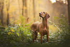 Magyar Vizsla at autumn