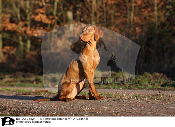 kurzhaariger Magyar Vizsla / shorthaired Magyar Vizsla / DG-01824