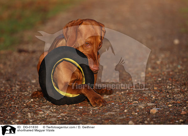 shorthaired Magyar Vizsla / DG-01830