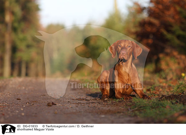 kurzhaariger Magyar Vizsla / shorthaired Magyar Vizsla / DG-01833