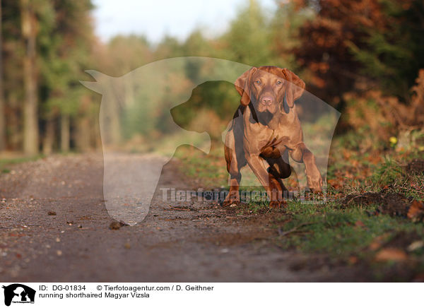 running shorthaired Magyar Vizsla / DG-01834