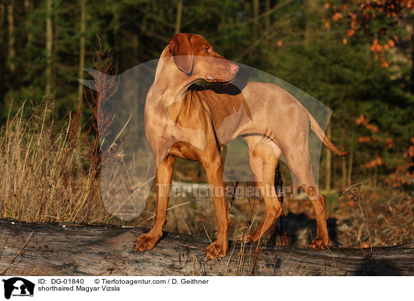 shorthaired Magyar Vizsla / DG-01840