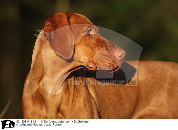 kurzhaariger Magyar Vizsla Portrait / shorthaired Magyar Vizsla Portrait / DG-01841