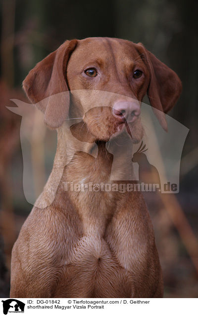 shorthaired Magyar Vizsla Portrait / DG-01842