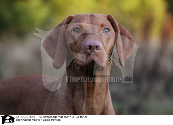 shorthaired Magyar Vizsla Portrait / DG-01843