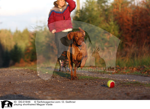 spielender kurzhaariger Magyar Vizsla / playing shorthaired Magyar Vizsla / DG-01846