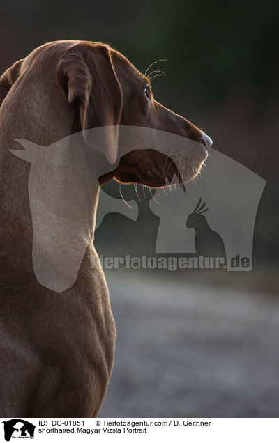 shorthaired Magyar Vizsla Portrait / DG-01851