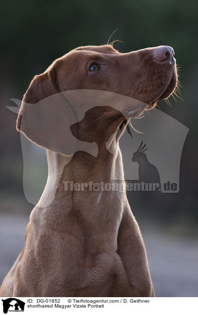 shorthaired Magyar Vizsla Portrait / DG-01852