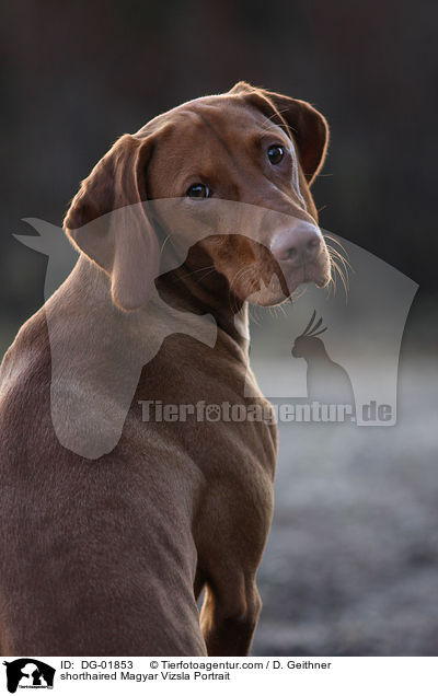 shorthaired Magyar Vizsla Portrait / DG-01853