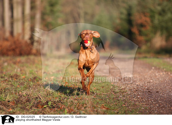 spielender kurzhaariger Magyar Vizsla / playing shorthaired Magyar Vizsla / DG-02025