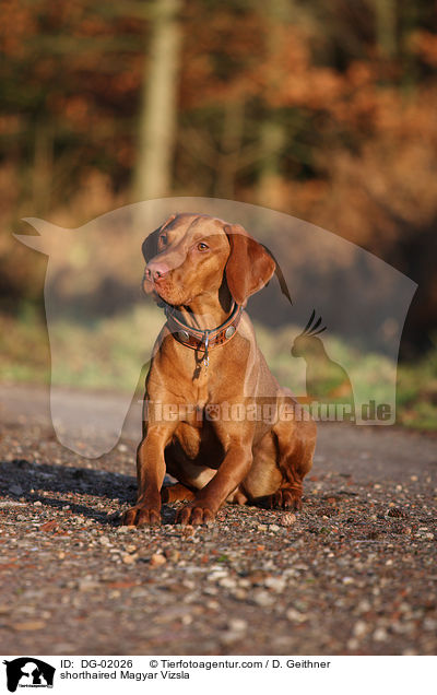 shorthaired Magyar Vizsla / DG-02026