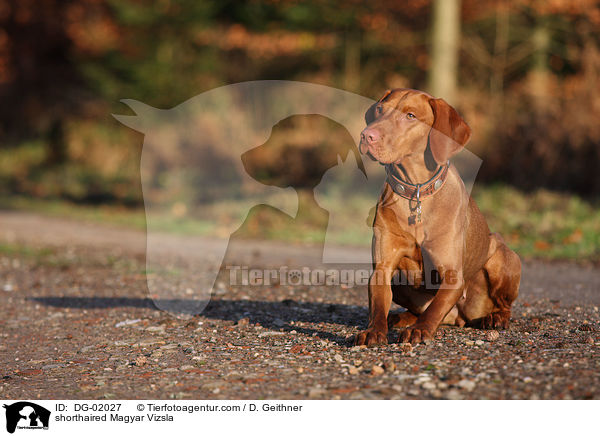 kurzhaariger Magyar Vizsla / shorthaired Magyar Vizsla / DG-02027