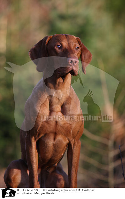 shorthaired Magyar Vizsla / DG-02029