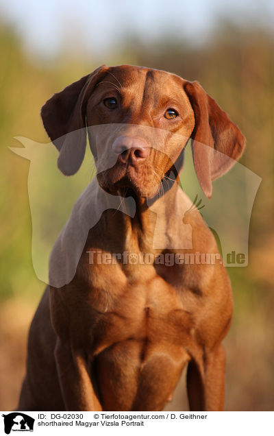 shorthaired Magyar Vizsla Portrait / DG-02030