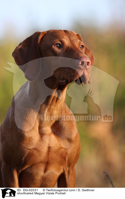 shorthaired Magyar Vizsla Portrait / DG-02031