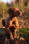 shorthaired Magyar Vizsla