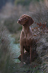 shorthaired Magyar Vizsla