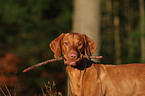 shorthaired Magyar Vizsla Portrait