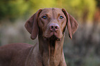 shorthaired Magyar Vizsla Portrait