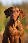 shorthaired Magyar Vizsla Portrait