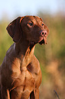 shorthaired Magyar Vizsla Portrait