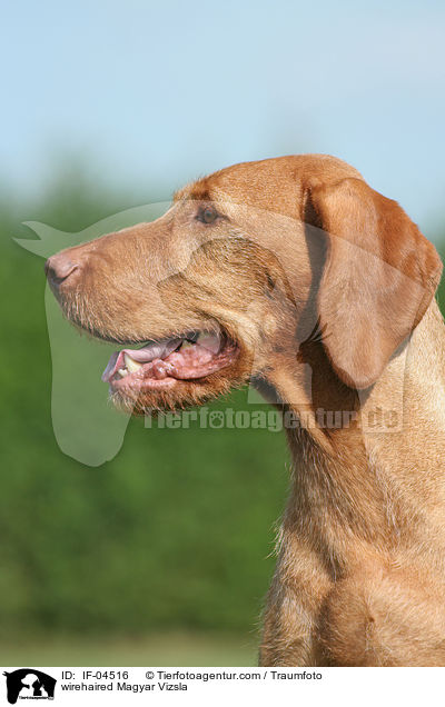 Drahthaarvizsla / wirehaired Magyar Vizsla / IF-04516