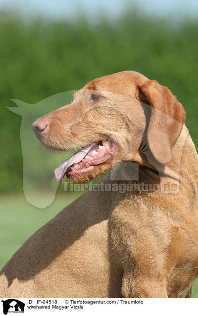 Drahthaarvizsla / wirehaired Magyar Vizsla / IF-04518