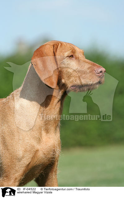 wirehaired Magyar Vizsla / IF-04522