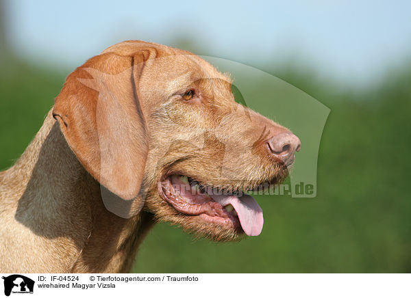 Drahthaarvizsla / wirehaired Magyar Vizsla / IF-04524