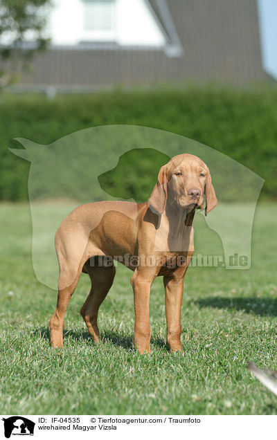 wirehaired Magyar Vizsla / IF-04535