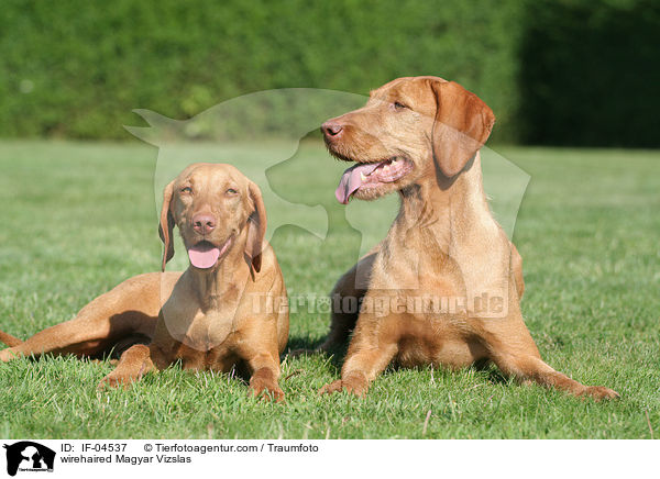 wirehaired Magyar Vizslas / IF-04537