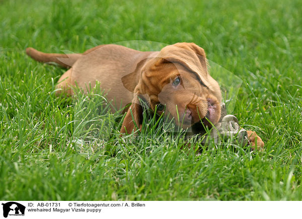 Drahthaarvizsla Welpe / wirehaired Magyar Vizsla puppy / AB-01731