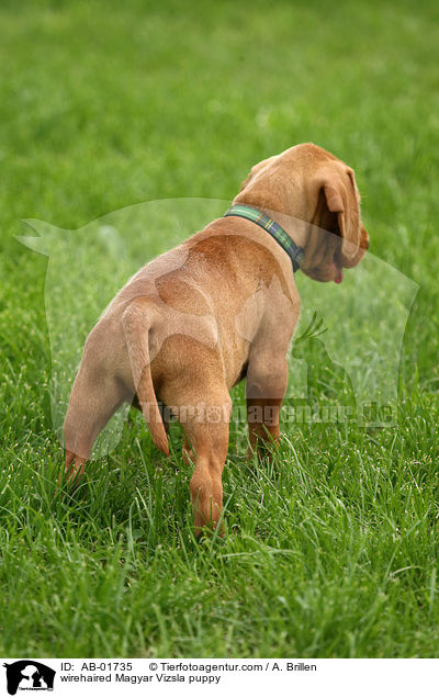 wirehaired Magyar Vizsla puppy / AB-01735