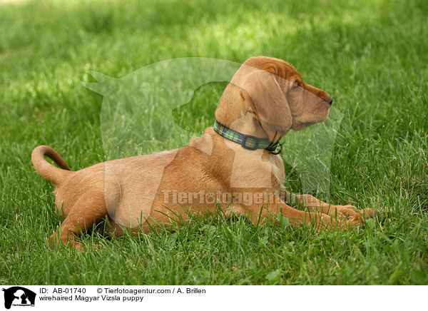 wirehaired Magyar Vizsla puppy / AB-01740