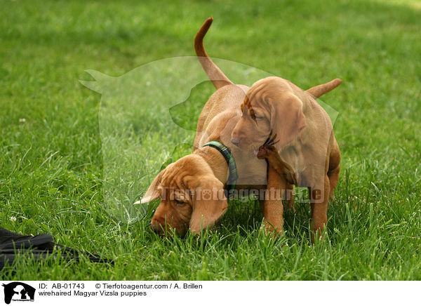 Drahthaarvizsla Welpen / wirehaired Magyar Vizsla puppies / AB-01743