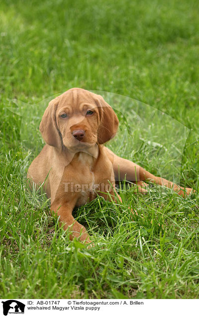 wirehaired Magyar Vizsla puppy / AB-01747