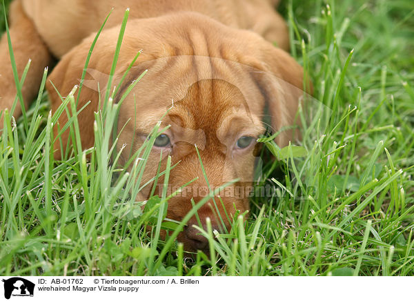 Drahthaarvizsla Welpe / wirehaired Magyar Vizsla puppy / AB-01762