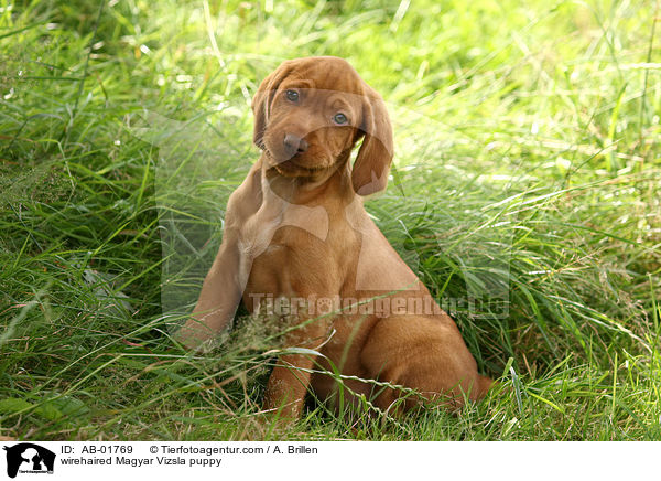 wirehaired Magyar Vizsla puppy / AB-01769