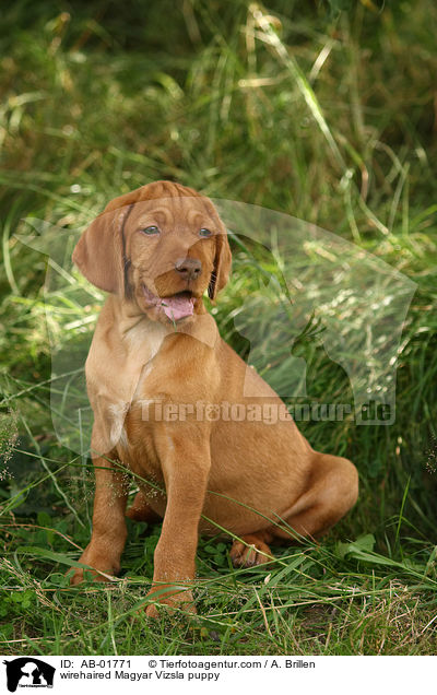 wirehaired Magyar Vizsla puppy / AB-01771