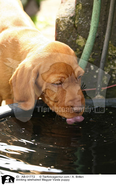 trinkender Drahthaarvizsla Welpe / drinking wirehaired Magyar Vizsla puppy / AB-01772